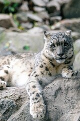 Beautiful shot of a snow leopard relaxing on a rock