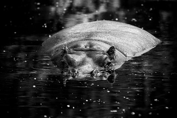 Grayscale of a beautiful big hippo looking at the camera from a water