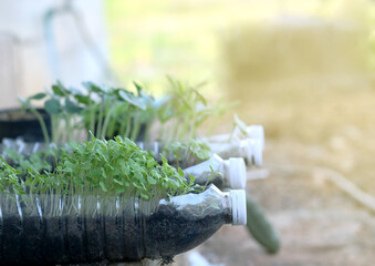 Young and small plants or vegetables growing in bottle plastic pot, recycle water bottle pot....