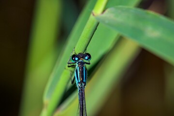 Blue dragonfly on a green leaf against blurred background