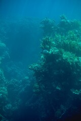 Naklejka na ściany i meble Vertical of underwater coral reefs in the depths of an ocean