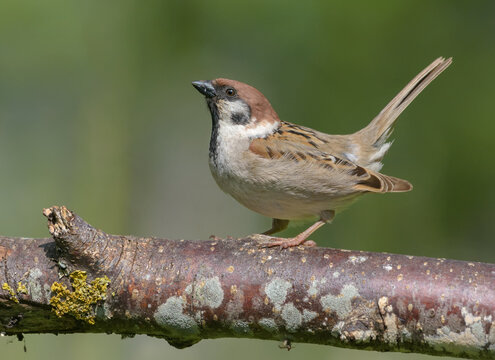 Male Eurasian tree sparrow (Passer montanus) courtship and lekking display with lifted tail and down wings 