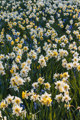 Spring flowers narcissus (daffodils) blooming in a garden