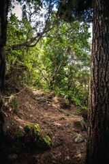 Obraz premium Vertical shot of a hiking path in the woods surrounded by trees and plants