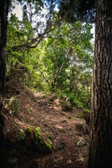 Vertical shot of a hiking path in the woods surrounded by trees and plants