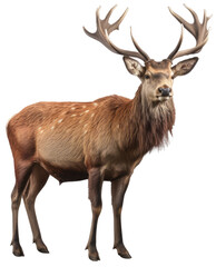 Red deer isolated on a white background, generative AI animal