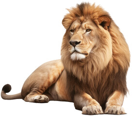 Fototapeta premium Lying male lion isolated on a white background, generative AI animal
