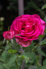Pink Rose in a Bush