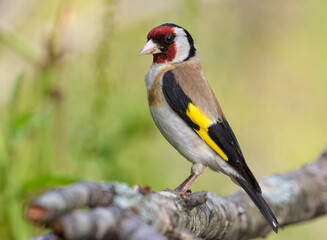 European goldfinch (Carduelis carduelis) perched on lichen covered branch in full plumage beauty