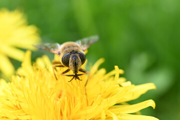 ape fiore macro 