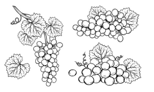 Bunch of grapes grapevine line art hand drawn vector illustration