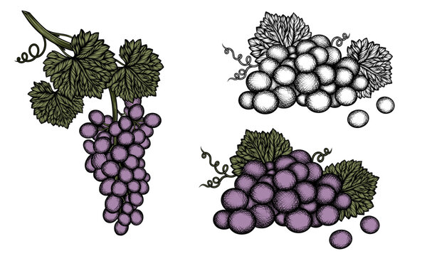Bunch of black grapes grapevine shading hand drawn vector illustration