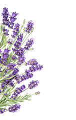Lavender flowers bunch on white background. Floral border