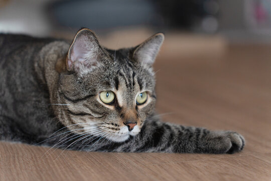 Cute pet. The domestic cat lies on the floor and looks away. High quality photo