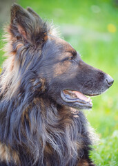 german shepherd dog