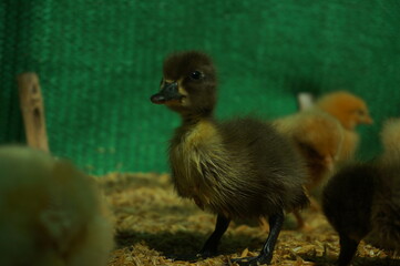 baby duck with ducklings