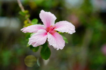 pink and white flower
