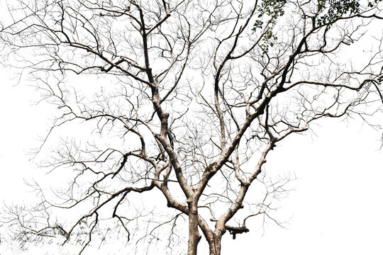 Dry branch of trees on white background