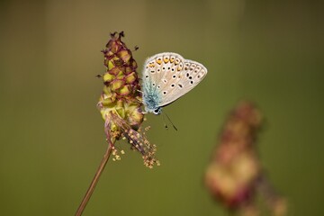 butterfly on a flower