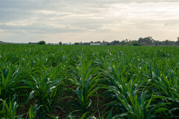 Campo de cultivo de maíz a contraluz al atardecer en un día nublado.