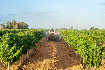 Agricultor en su tractor tratando con pesticidas un viñedo en espalderas.