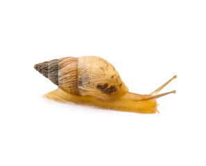 Ghost Bulimulus - Bulimulus sporadicus or Bonairensis invasive species of terrestrial land snail in Florida isolated on white background side profile view