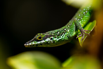 Martinique anole (Anolis roquet) or savannah anole close up portrait. It is endemic to the french island of Martinique, located in the Caribbean Lesser Antilles. Very colorful camouflaged reptile. 