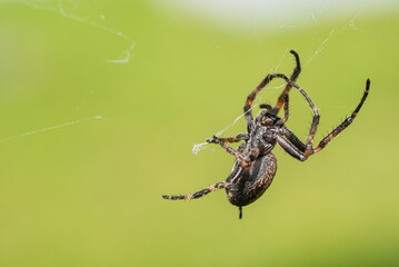 A walnut orb-weaver spider (Nuctenea umbratica) fixing its net.