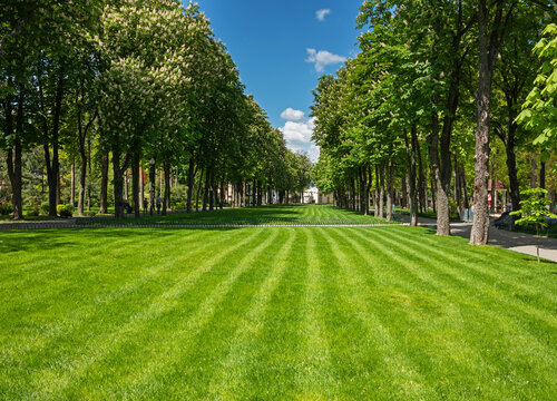 Trimmed lawn and flowering chestnut trees in a city park on a sunny day. Kharkiv city, Ukraine