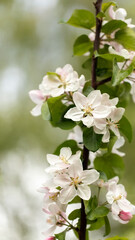 A thin and long apple branch with many white blossoms.