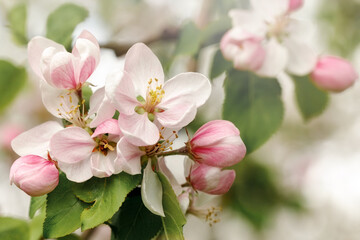 Bouquet of pink apple blossoms, in soft light