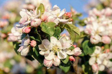Fototapeta na wymiar A profusely blooming apple orchard in early spring