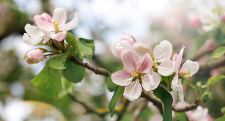 A beautiful and elegant spring apple branch bathes in the spring sunlight. The picture is suitable...