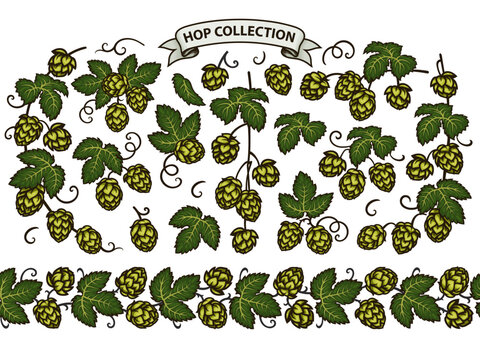 Big set of beer hop branches, cones, and leaves plus beer hop seamless border. Hand drawn vector illustration.