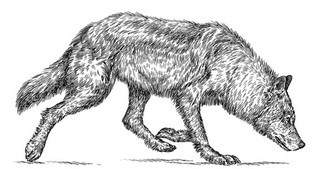 Fototapeta premium Vintage engraving isolated gray wolf set illustration ink sketch. Wild dog background animal silhouette art. Black and white hand drawn image.