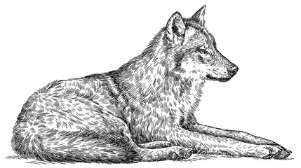 Vintage engraving isolated gray wolf set illustration ink sketch. Wild dog background animal silhouette art. Black and white hand drawn image.