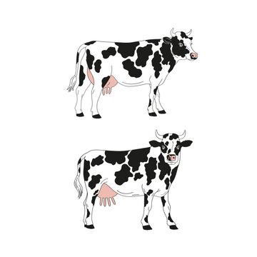 Milky cow hand drawn vector illustration isolated on white.