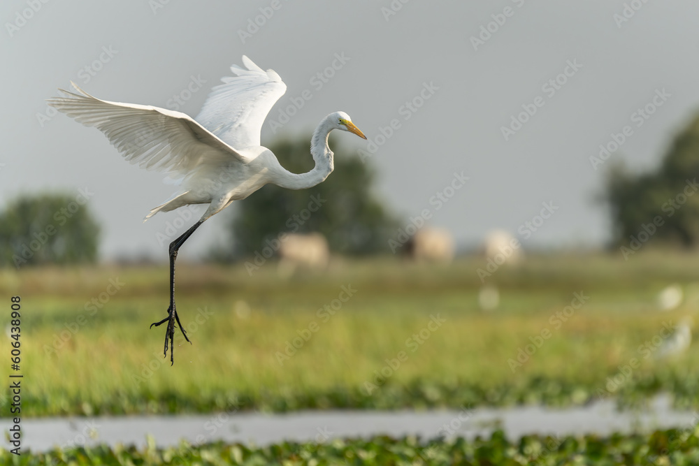 Wall mural white heron flying over the river venezuela