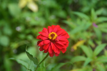 close up view of a very pretty red flower, blooming perfectly. no people.