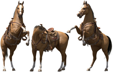 horse reared saddled standing © Mathias Weil