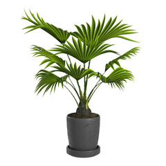 tree in a pot On transparent background PNG file.  Can be used for invitations, greeting, wedding card	