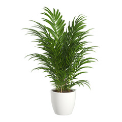 plant in a pot On transparent background PNG file.  Can be used for invitations, greeting, wedding...