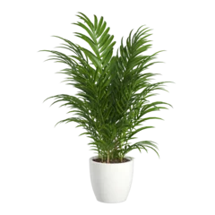 Abwaschbare Fototapete plant in a pot On transparent background PNG file.  Can be used for invitations, greeting, wedding card  © Eliane