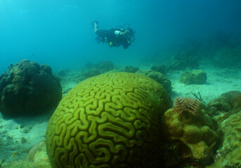 a diver on a coral reef in the caribbean sea