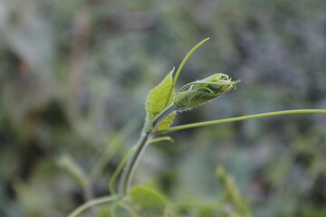 green lizard on a branch