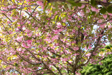 sakura flowers in the garden