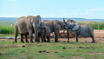 Addo Elephant Park South Africa, Family of Elephants in Addo elephant park in the morning during a game drive at safari vacation