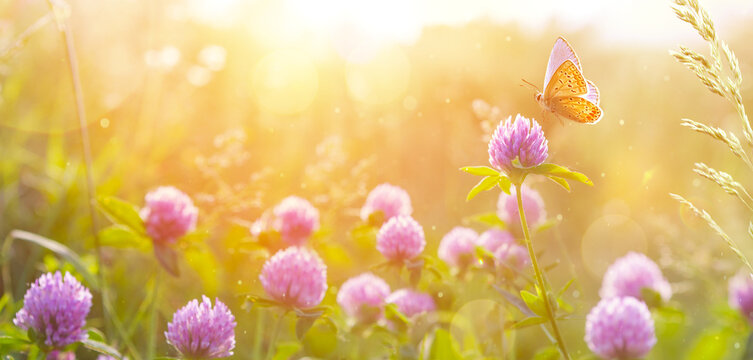 summer nature  background with wildflower and butterfly against sunset  sky.  beautiful summer banner