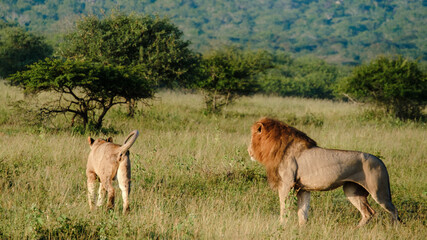 African Lions during safari game drive in Kruger National Park South Africa. close up of Lions looking into the camera