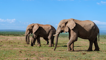 Addo Elephant Park South Africa, Family of Elephants in Addo elephant park, a large group of African Elephants near a water pool